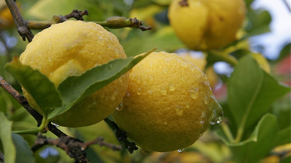 «Σήκωσε» 200 κιλά λεμόνια από αγρόκτημα στην Κορινθία - Φωτογραφία 1
