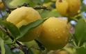 «Σήκωσε» 200 κιλά λεμόνια από αγρόκτημα στην Κορινθία