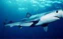 Καρχαρίες και σαλάχια εκπέμπουν SOS