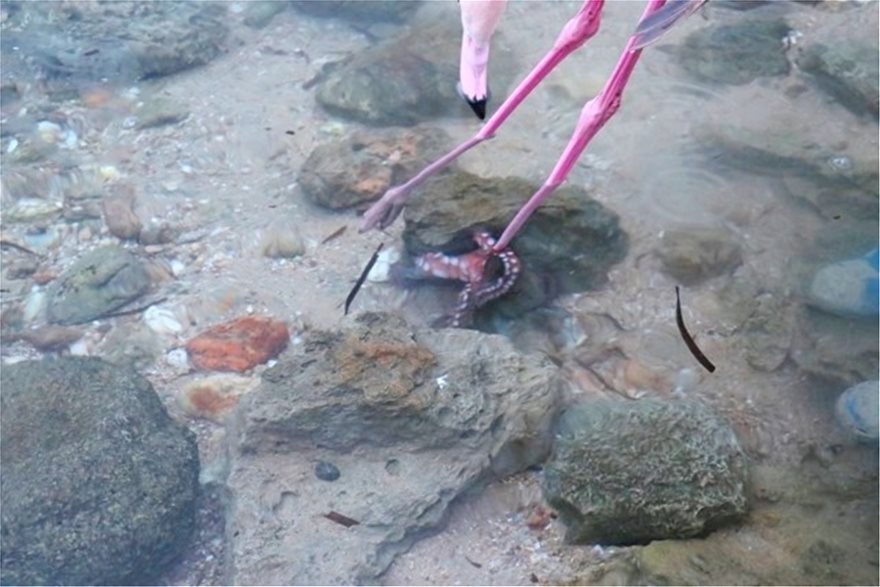 Ν. Ποτίδαια: Έσωσαν φλαμίνγκο από τα πλοκάμια χταποδιού - Φωτογραφία 2