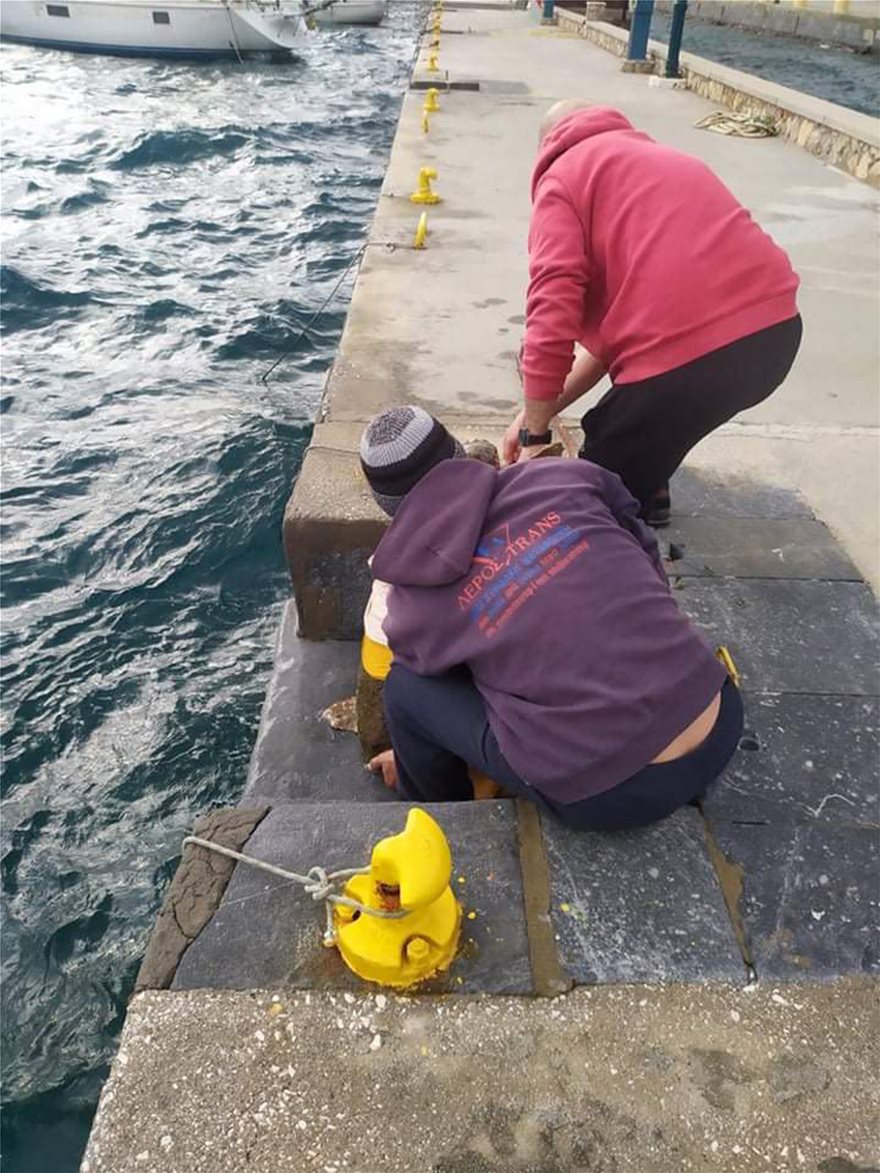 Λέρος: Εντοπίστηκε τραυματισμένη καρέτα - καρέτα στο λιμάνι -  βίντεο - Φωτογραφία 4