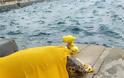 Λέρος: Εντοπίστηκε τραυματισμένη καρέτα - καρέτα στο λιμάνι -  βίντεο - Φωτογραφία 5