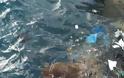Λέρος: Εντοπίστηκε τραυματισμένη καρέτα - καρέτα στο λιμάνι -  βίντεο - Φωτογραφία 6