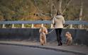 Ελληνική Αστυνομία: Αν βγάζεις βόλτα τον σκύλο χωρίς λουρί το πρόστιμο είναι 300 ευρώ