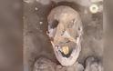 Αίγυπτος: Μούμια 2.000 ετών με χρυσή γλώσσα - Θα «μιλούσε» με τον θεό του Κάτω Κόσμου