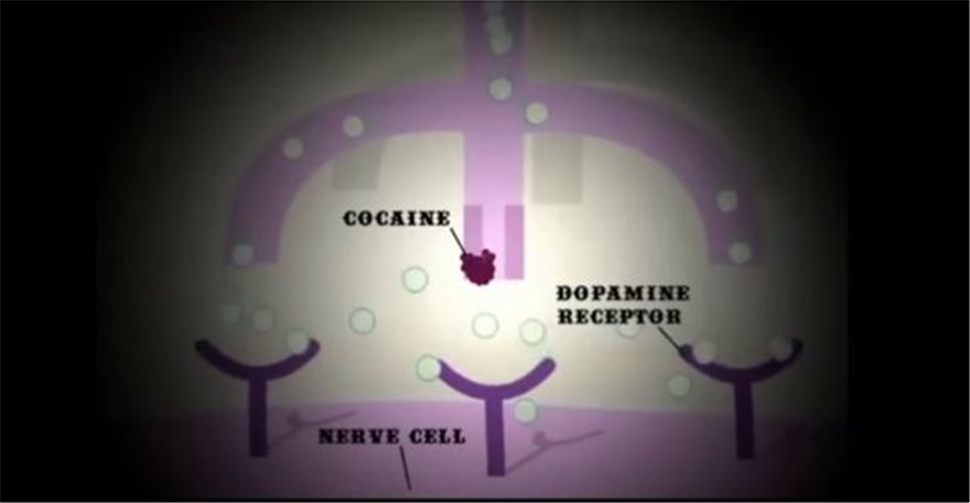 Αποκαλυπτική μελέτη για την κοκαΐνη: Πώς μετατρέπει σε... κανίβαλους τα εγκεφαλικά κύτταρα! - Φωτογραφία 2