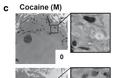 Αποκαλυπτική μελέτη για την κοκαΐνη: Πώς μετατρέπει σε... κανίβαλους τα εγκεφαλικά κύτταρα! - Φωτογραφία 3