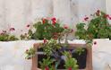 Μεσογειακός Κήπος: Στοιχεία, υλικά, φυτά και προτάσεις για την διαμόρφωσή του - Φωτογραφία 15