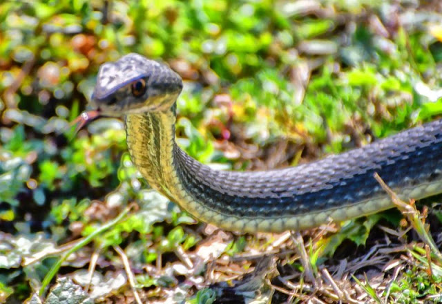 Πανικός στην Ηλεία: Φίδι και covid-19 «δάγκωσαν» 58χρονο - Φωτογραφία 1