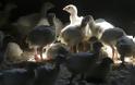 Ρωσία: Το πρώτο περιστατικό παγκοσμίως μόλυνσης ανθρώπου με την γρίπη πτηνών AH5N8