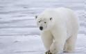 Νορβηγία: Πολική αρκούδα επιτέθηκε και σκότωσε άνδρα