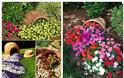Διαμόρφωση - διακοσμήσεις κήπου με Πήλινες γλάστρες - Πιθάρια - Φωτογραφία 18