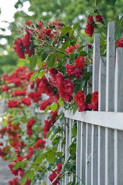 Κόκκινες ...Πινελιές στην αυλή ή το μπαλκόνι σας - Φωτογραφία 18