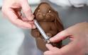 Σοκολατένια λαγουδάκια κρατούν σύριγγες εμβολίων στο κλίμα του φετινού Πάσχα