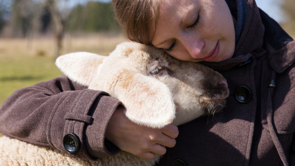 Γερμανία: Αισθάνεστε μοναξιά λόγω πανδημίας; «Αγκαλιάστε ένα πρόβατο» - Φωτογραφία 1