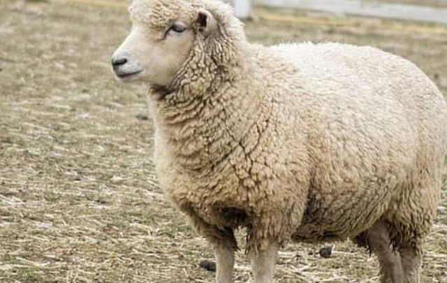 «Αγκαλιάστε ένα πρόβατο» : Η πρόταση φάρμας σε όσους αισθάνονται μοναξιά λόγω πανδημίας - Φωτογραφία 1