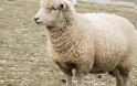 «Αγκαλιάστε ένα πρόβατο» : Η πρόταση φάρμας σε όσους αισθάνονται μοναξιά λόγω πανδημίας