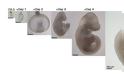 Επιστημονικό επίτευγμα: Μεγάλωσαν έμβρυα ποντικιών μέσα σε τεχνητή μήτρα - Φωτογραφία 2