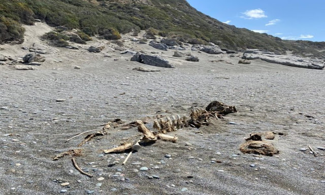 Σκελετό τριών μέτρων ξέβρασε η θάλασσα στην Τριόπετρα - Φωτογραφία 1