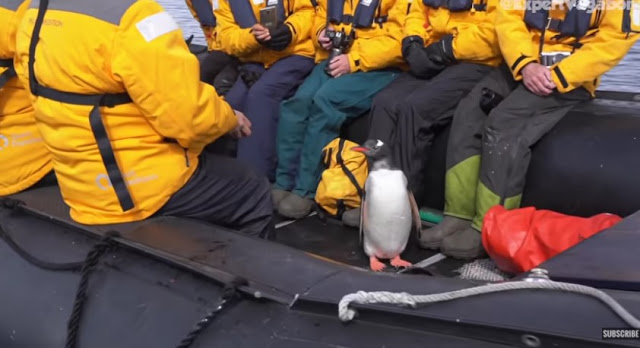 Πηγκουίνος πήδηξε σε βάρκα με τουρίστες για να σωθεί από φάλαινα (Video) - Φωτογραφία 1