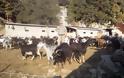 Κώστας Ζαρκαδούλας -Ο Δραστήριος & δημιουργικός κτηνοτρόφος του Ξηρομέρου - Φωτογραφία 2