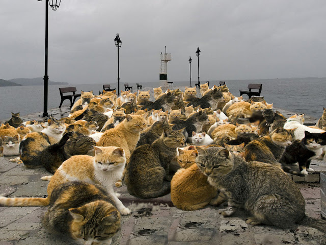 Απίστευτες εικόνες σε Αστακό και Βόνιτσα, εκατοντάδες γάτες στις παραλίες. - Φωτογραφία 1