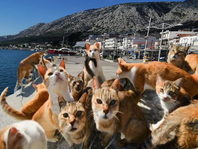 Απίστευτες εικόνες σε Αστακό και Βόνιτσα, εκατοντάδες γάτες στις παραλίες. - Φωτογραφία 2