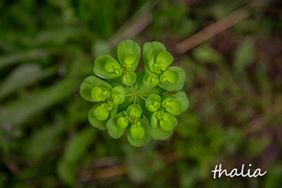 Euphorbia peplus, ο περίφημος “πέπλος” του Διοσκουρίδη - Φωτογραφία 1