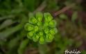 Euphorbia peplus, ο περίφημος “πέπλος” του Διοσκουρίδη