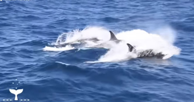 Συγκλονιστική μάχη: 75 όρκες επιτίθονται σε μια μπλε φάλαινα(Video) - Φωτογραφία 1