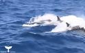 Συγκλονιστική μάχη: 75 όρκες επιτίθονται σε μια μπλε φάλαινα(Video)
