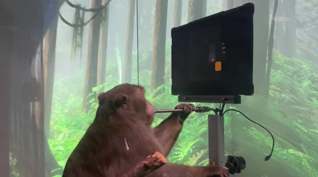 Πίθηκος παίζει pong με το μυαλό του (Video) - Φωτογραφία 1