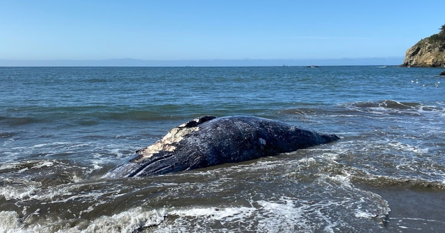 ΗΠΑ: Τέσσερις γκρίζες φάλαινες ξεβράστηκαν νεκρές σε παραλίες του Kόλπου του Σαν Φρανσίσκο - Φωτογραφία 1