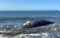 ΗΠΑ: Τέσσερις γκρίζες φάλαινες ξεβράστηκαν νεκρές σε παραλίες του Kόλπου του Σαν Φρανσίσκο