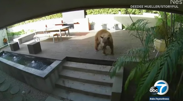 ΗΠΑ: Σκυλάκια κυνήγησαν αρκούδα που εισέβαλε στο σπίτι τους (Video) - Φωτογραφία 1