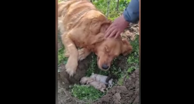 Συγκινητικό: Σκυλάκι έθαψε τα μικρά του που πέθαναν και δεν έφευγε από δίπλα τους (Video) - Φωτογραφία 1