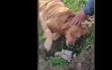 Συγκινητικό: Σκυλάκι έθαψε τα μικρά του που πέθαναν και δεν έφευγε από δίπλα τους (Video)
