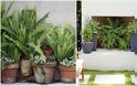Τρόποι για να διακοσμήσετε εξωτερικούς χώρους με ανοιξιάτικα - καλοκαιρινά φυτά σε γλάστρες - Φωτογραφία 16
