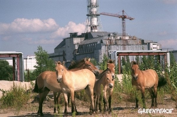 15 πράγματα που δεν ξέρεις για το Τσερνόμπιλ - Φωτογραφία 5