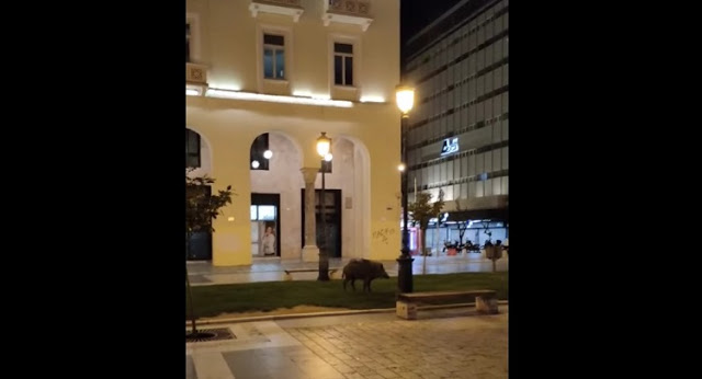 Αγριογούρουνο κόβει βόλτες στο κέντρο της Θεσσαλονίκης (Video) - Φωτογραφία 1