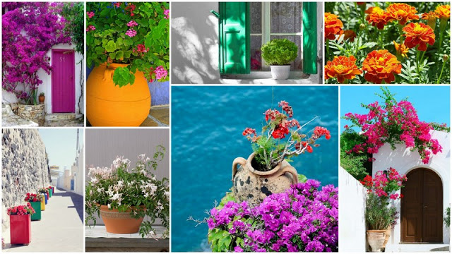 Τα 5 πιο τυπικά φυτά-λουλούδια του ...Ελληνικού καλοκαιριού - Φωτογραφία 1