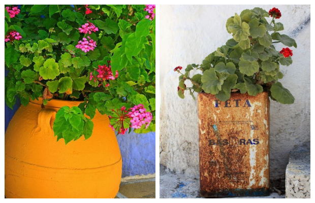 Τα 5 πιο τυπικά φυτά-λουλούδια του ...Ελληνικού καλοκαιριού - Φωτογραφία 14