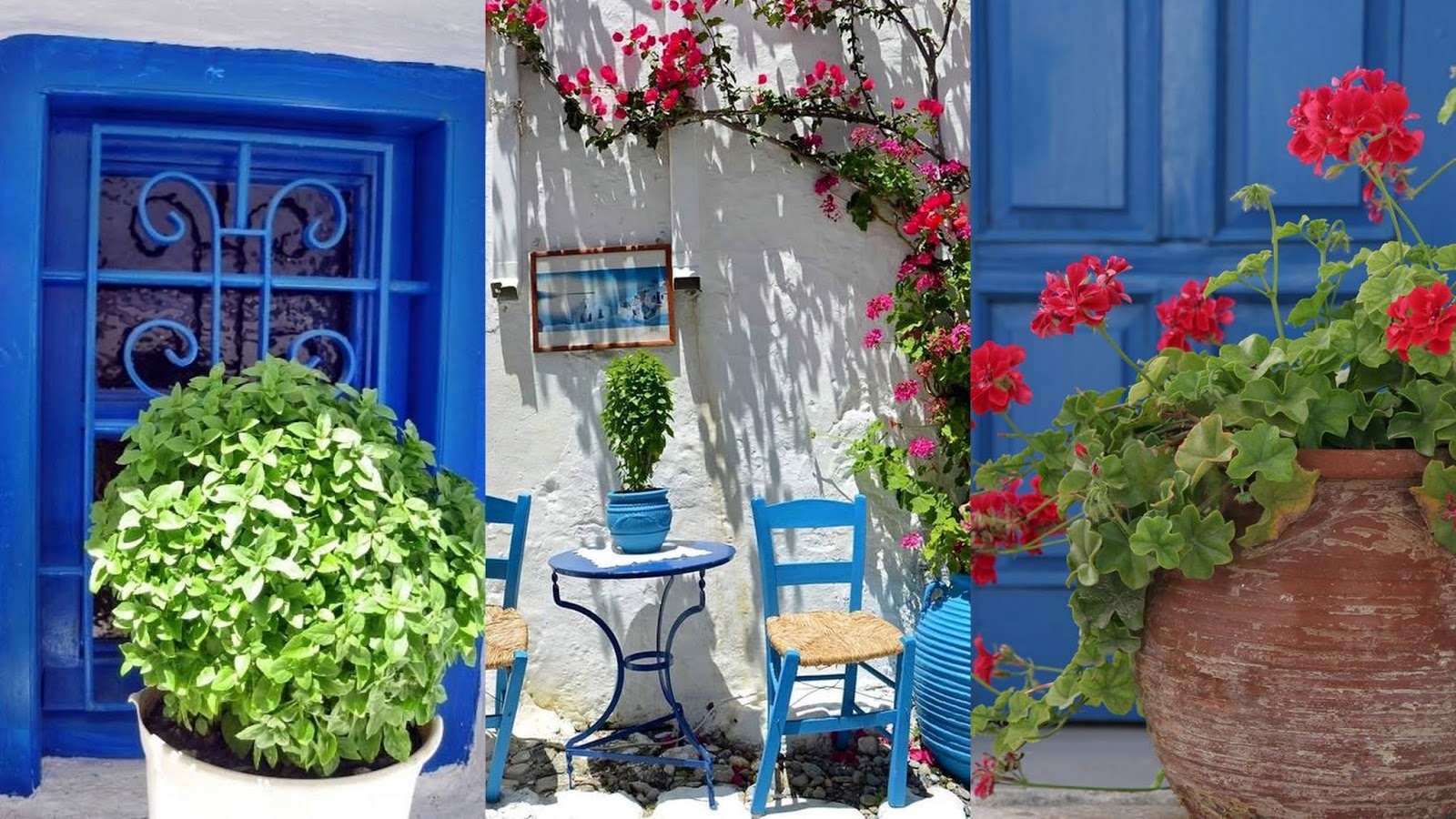 Τα 5 πιο τυπικά φυτά-λουλούδια του ...Ελληνικού καλοκαιριού - Φωτογραφία 2
