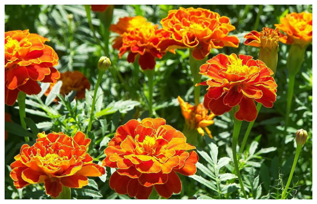Τα 5 πιο τυπικά φυτά-λουλούδια του ...Ελληνικού καλοκαιριού - Φωτογραφία 23