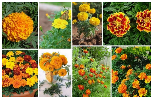 Τα 5 πιο τυπικά φυτά-λουλούδια του ...Ελληνικού καλοκαιριού - Φωτογραφία 24