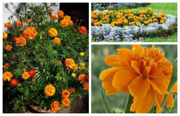 Τα 5 πιο τυπικά φυτά-λουλούδια του ...Ελληνικού καλοκαιριού - Φωτογραφία 26