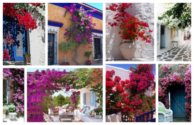 Τα 5 πιο τυπικά φυτά-λουλούδια του ...Ελληνικού καλοκαιριού - Φωτογραφία 3