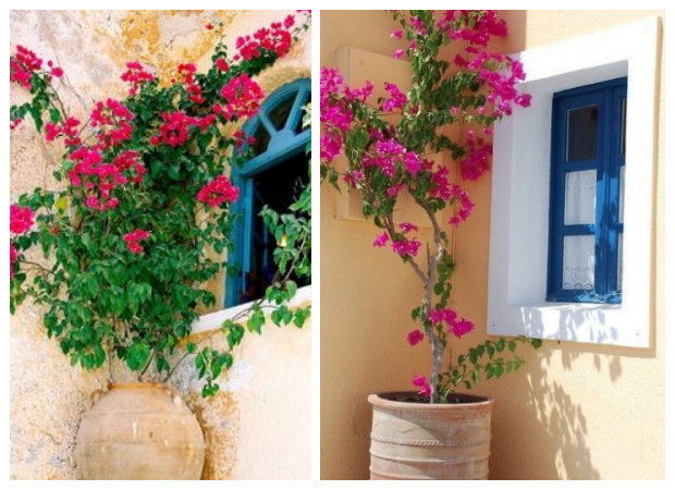 Τα 5 πιο τυπικά φυτά-λουλούδια του ...Ελληνικού καλοκαιριού - Φωτογραφία 4