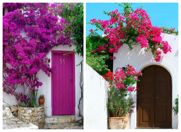 Τα 5 πιο τυπικά φυτά-λουλούδια του ...Ελληνικού καλοκαιριού - Φωτογραφία 6