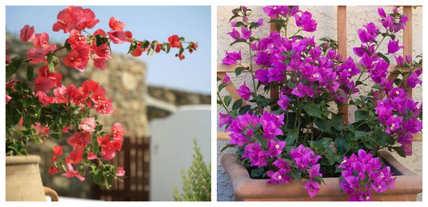 Τα 5 πιο τυπικά φυτά-λουλούδια του ...Ελληνικού καλοκαιριού - Φωτογραφία 8